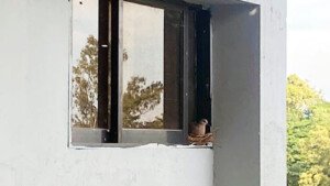 কমলগঞ্জ উপজেলা পরিষদে বাসা বেঁধেছে ‘ঘুঘু’ পাখি