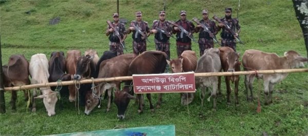 সুনামগঞ্জ সীমান্তে ৬ লাখ টাকা ভারতীয় গরু আটক