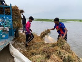 জগন্নাথপুরে হাওরের পাকা ধান পানির তলে, কৃষকের হাহাকার