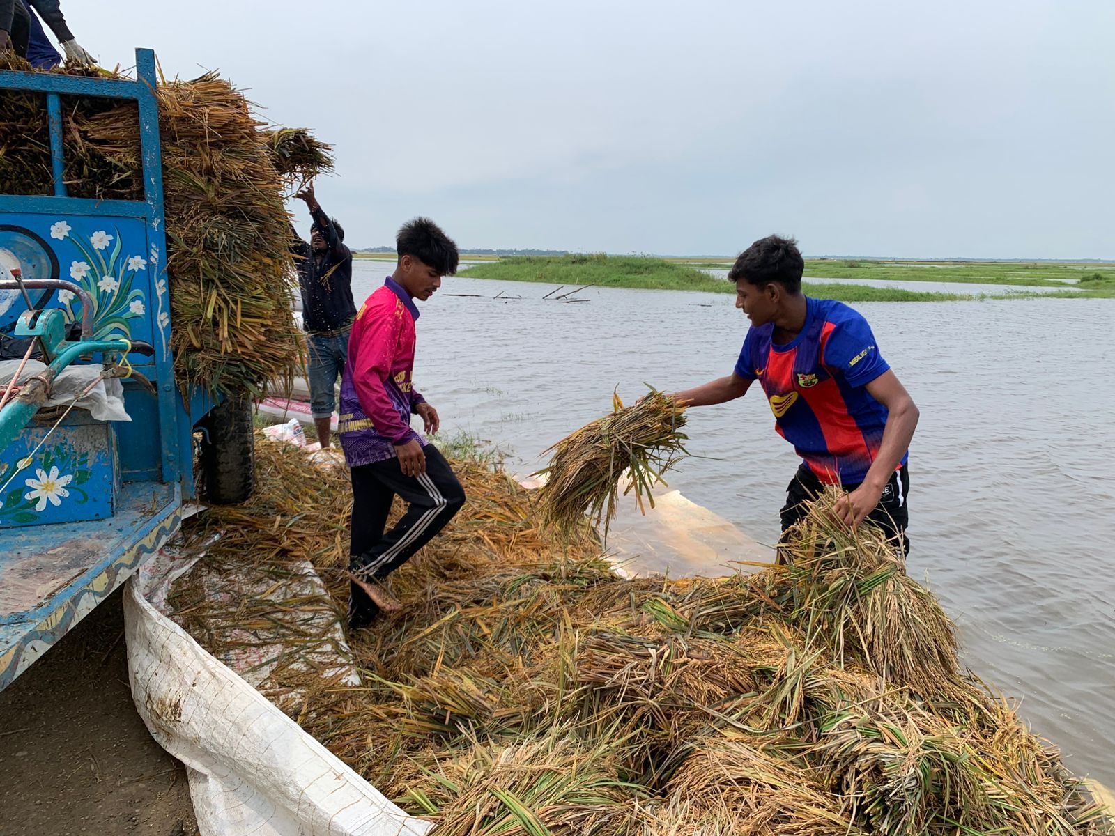 জগন্নাথপুরে হাওরের পাকা ধান পানির তলে, কৃষকের হাহাকার