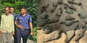 ‘আমার ধান খেয়ে ফেলছে বাবুই পাখি, আমি খাব কি-তাই ধ্বংস করেছি’