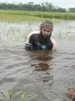 সুনামগঞ্জে বন্যার আগে তলিয়ে গেছে কৃষকের স্বপ্নের সোনালী ফসল