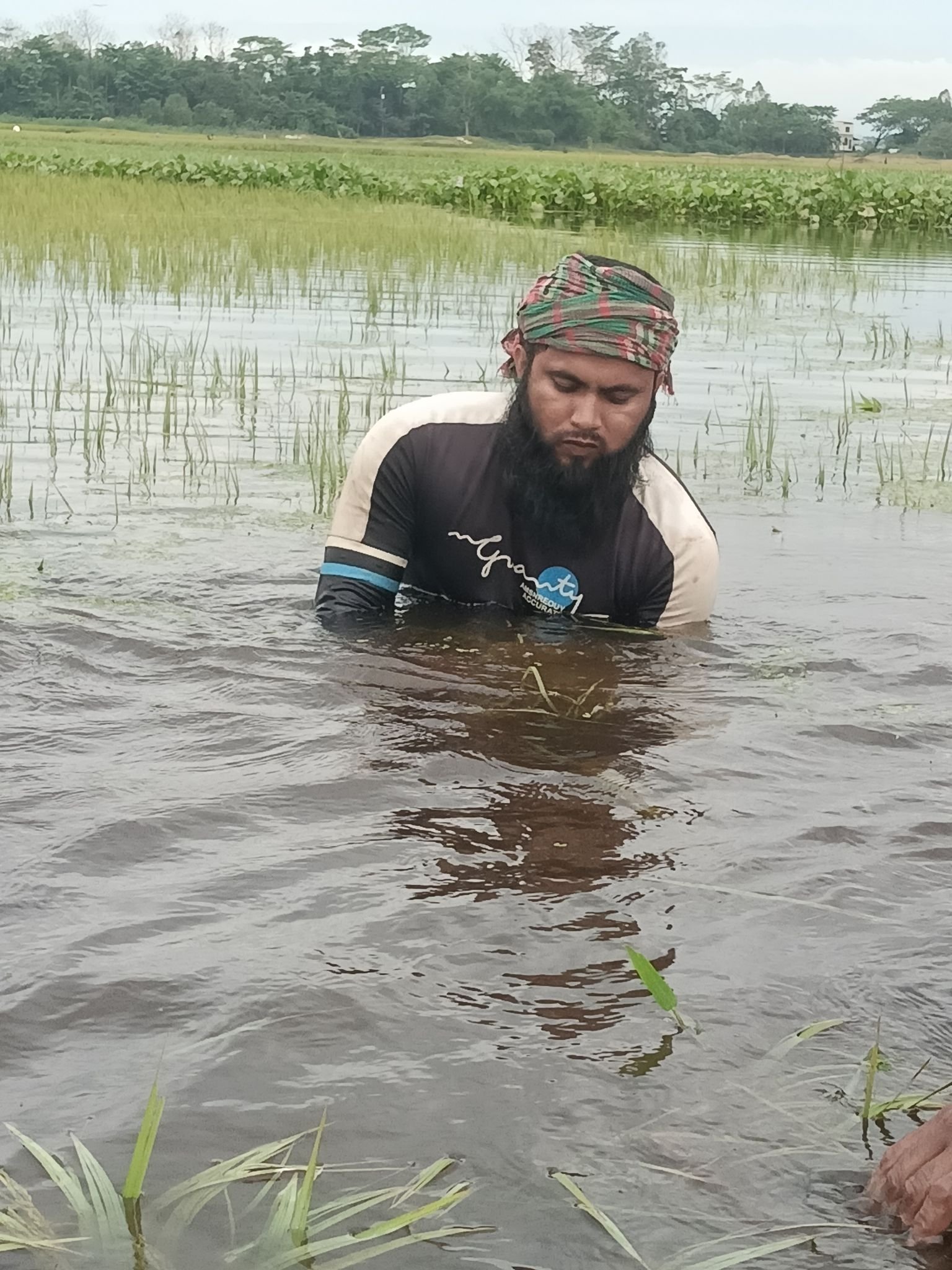 সুনামগঞ্জে বন্যার আগে তলিয়ে গেছে কৃষকের স্বপ্নের সোনালী ফসল
