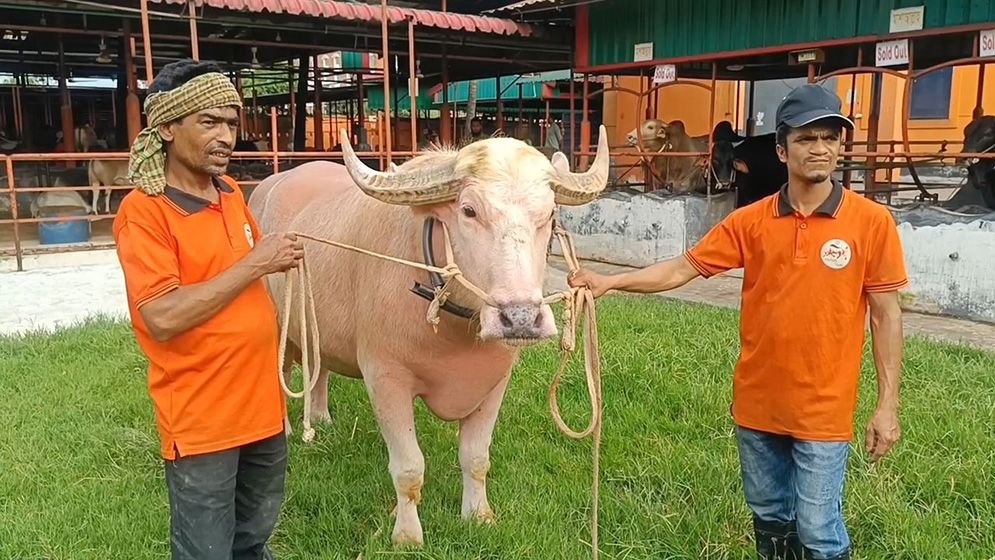 সাড়ে ৬ লাখে বিক্রি হলো বাজার কাঁপানো ‘নেতানিয়াহু’