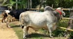 কুরবানির হাট কাঁপাবে যশোরের ‘বিসিএস ক্যাডার’