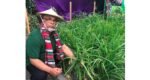 ব্রিটেনে নিজের বাগানে ধান চাষ করে নতুন ইতিহাস গড়ছেন আজম খান